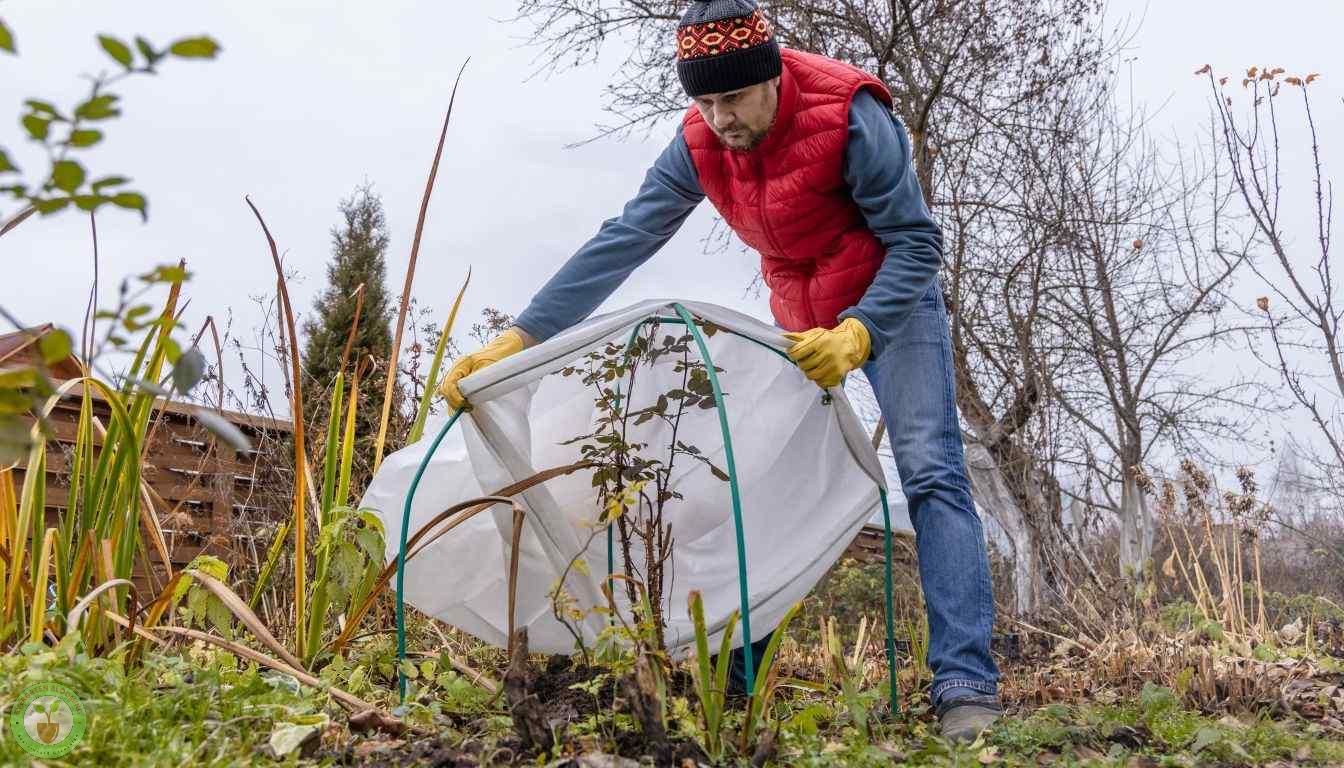 Using plant shelters to protect plants during winter