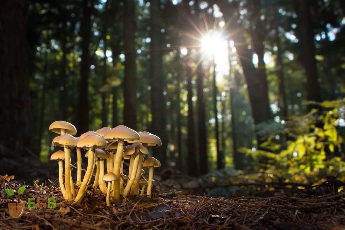 Wild Mushrooms in a forest