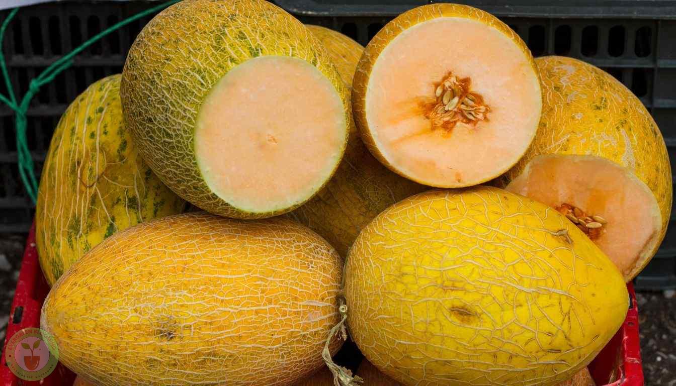 Canary Melon Storage Tips Canary Melon Storage Tips