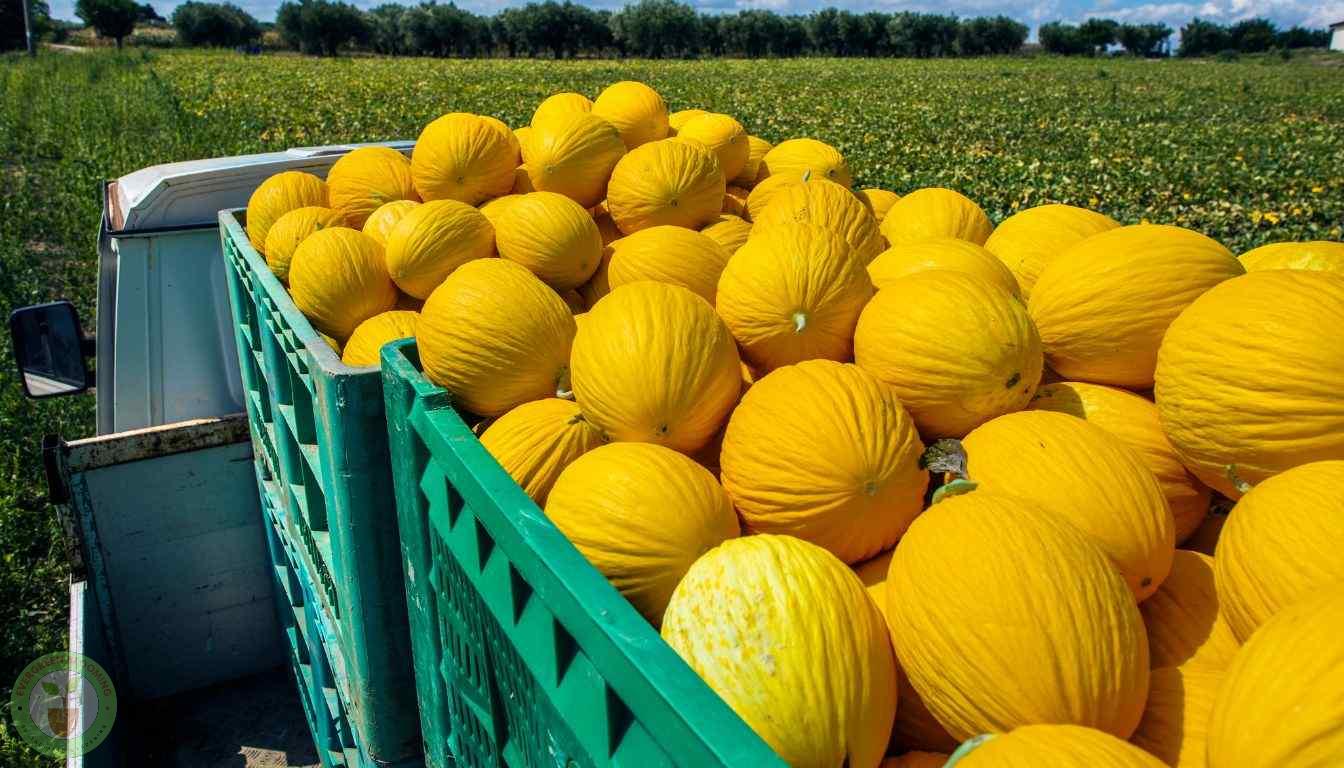 Canary melons harvested
