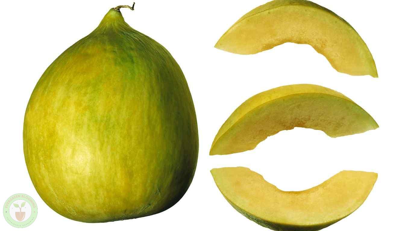 Cooking with Crenshaw Melon