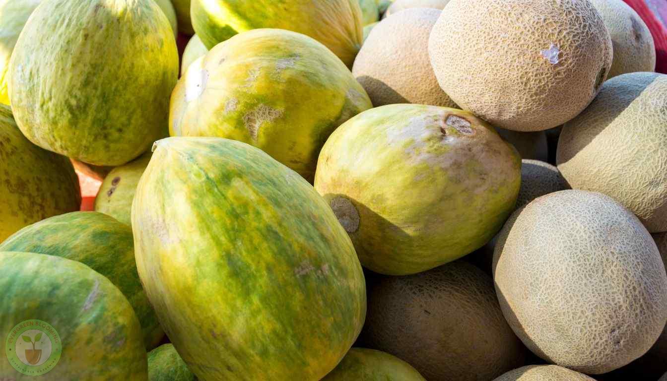 Crenshaw Melon Varieties