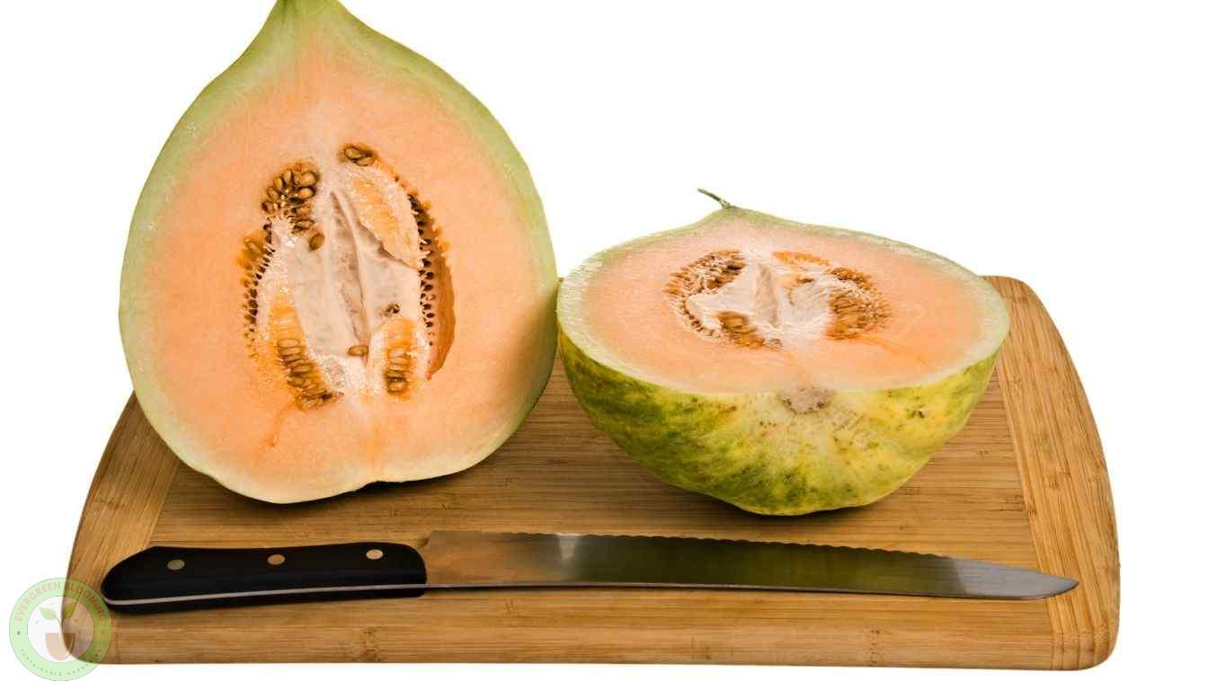 Preparing Crenshaw Melon