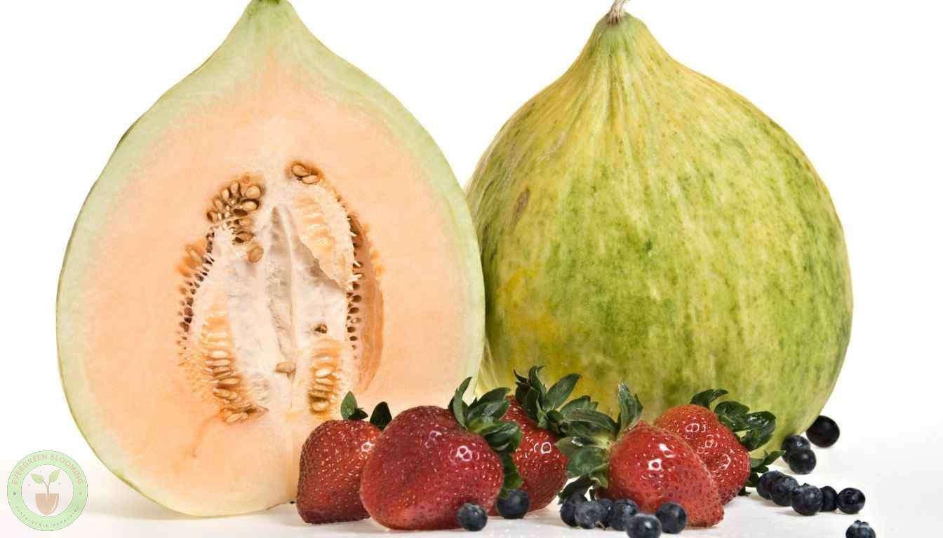 what is a crenshaw melon? Crenshw Melons and Strawberries