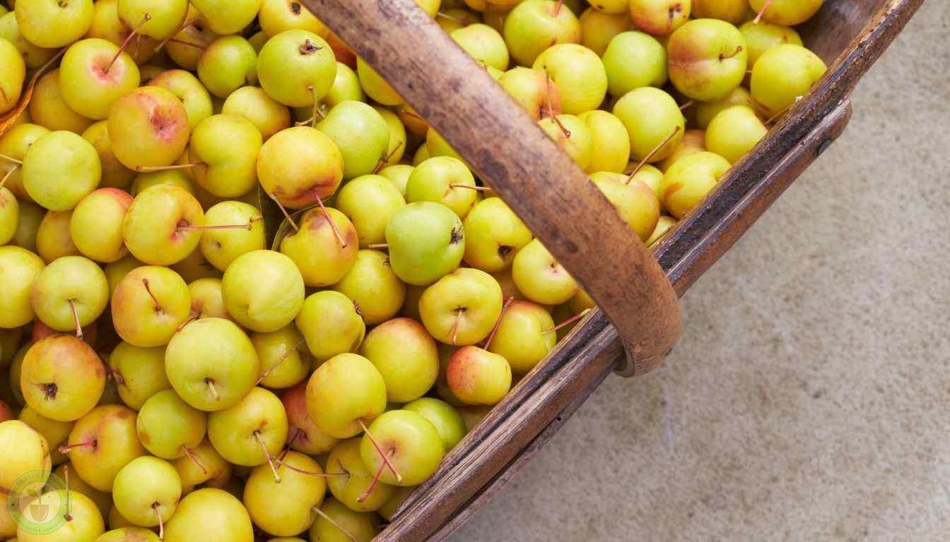 Crab apples at the local famermer's market
