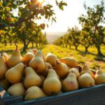 When Are Pears Ready to Pick: A Harvest Guide for You