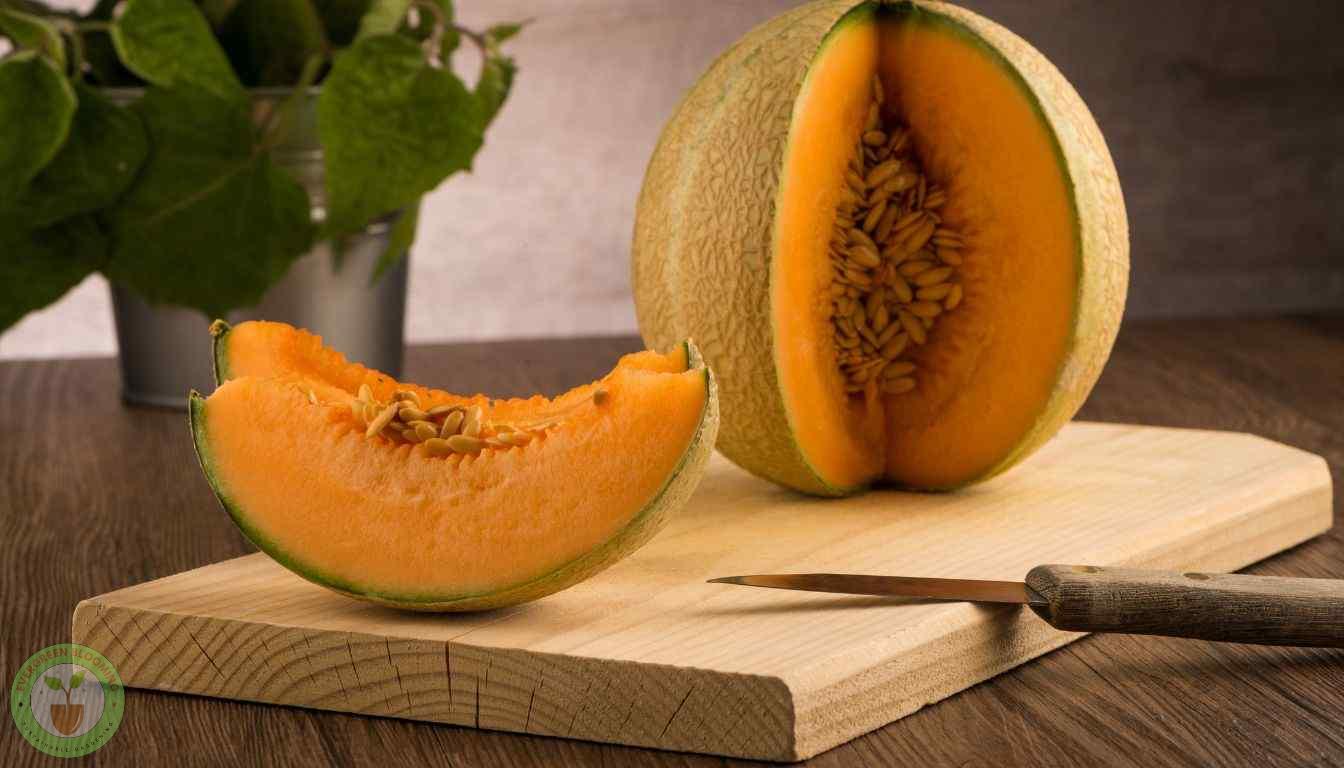 Honeydew Melon Ripening Process