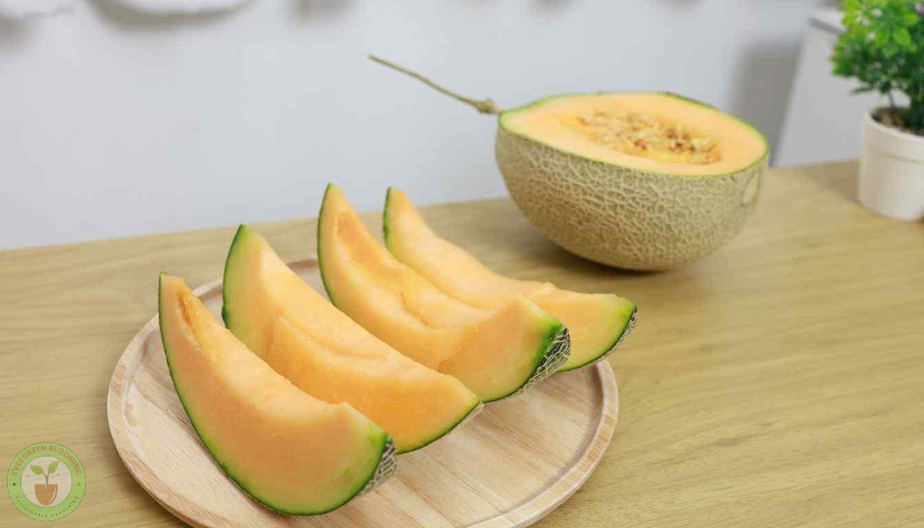 Honeydew melon ripened and ready to eat