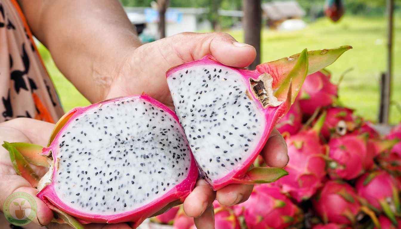 Selecting Ripe Dragon Fruit