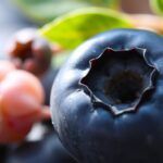 What Color Are Blueberries When Unripe And Ripe