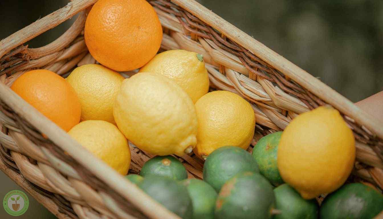 Citrus Fruit Storage Locations