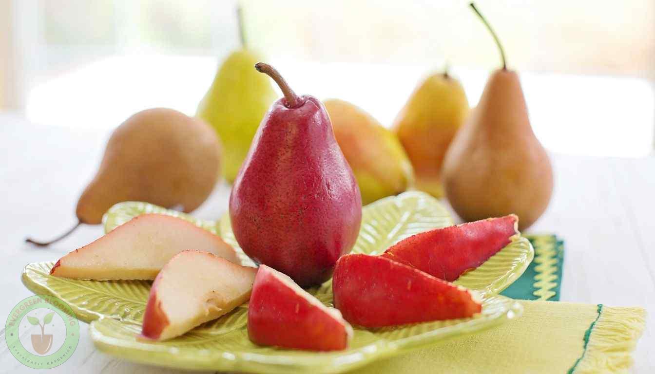Varieties of Pears for Cutting