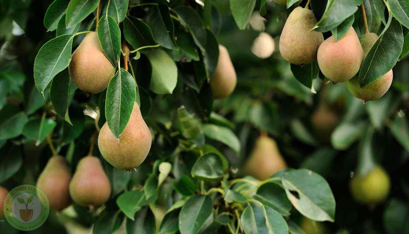 How to Prune a Pear Tree Like a Pro: A Step-by-Step Guide