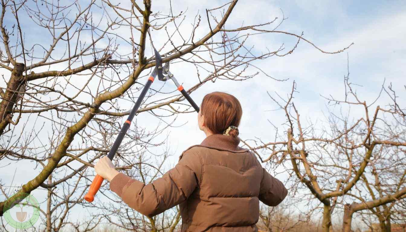 Pear Tree Pruning Timing