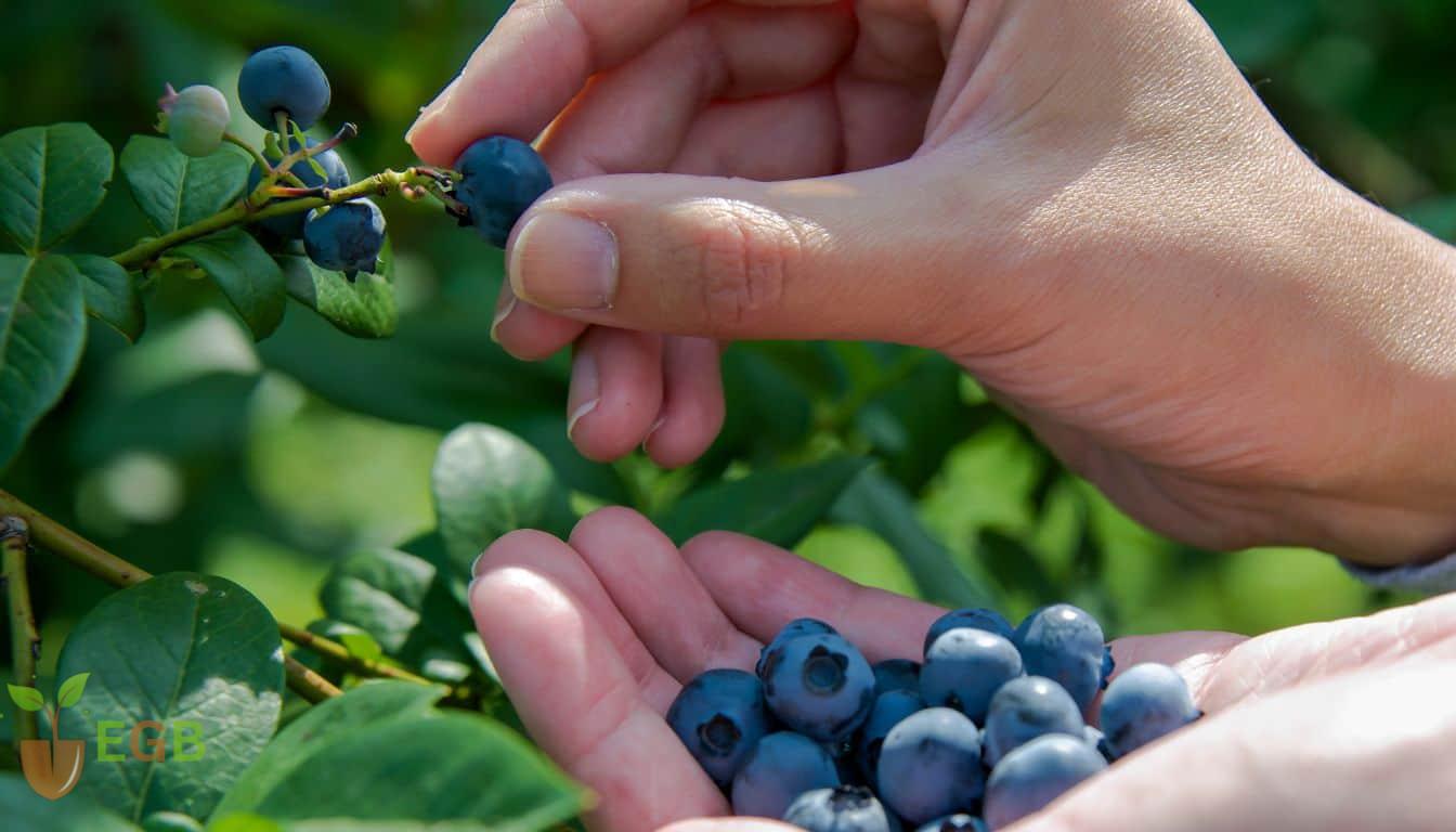 Picking Blueberries
