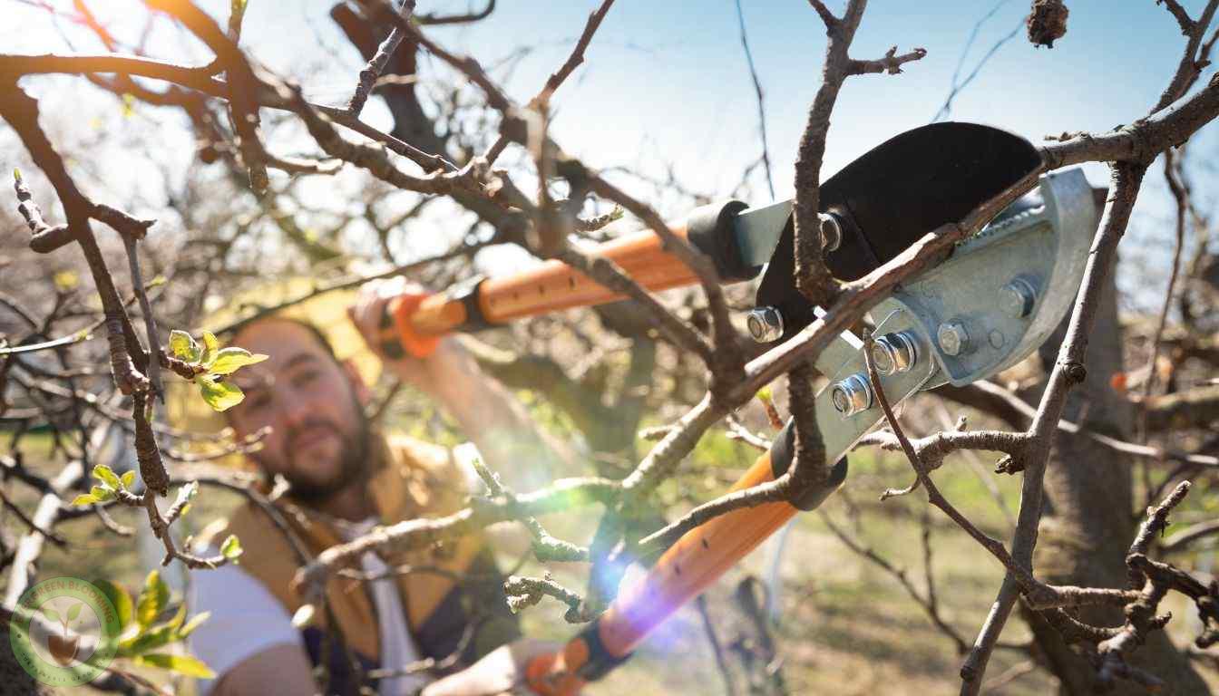 Pruning Pear Trees Best Practices