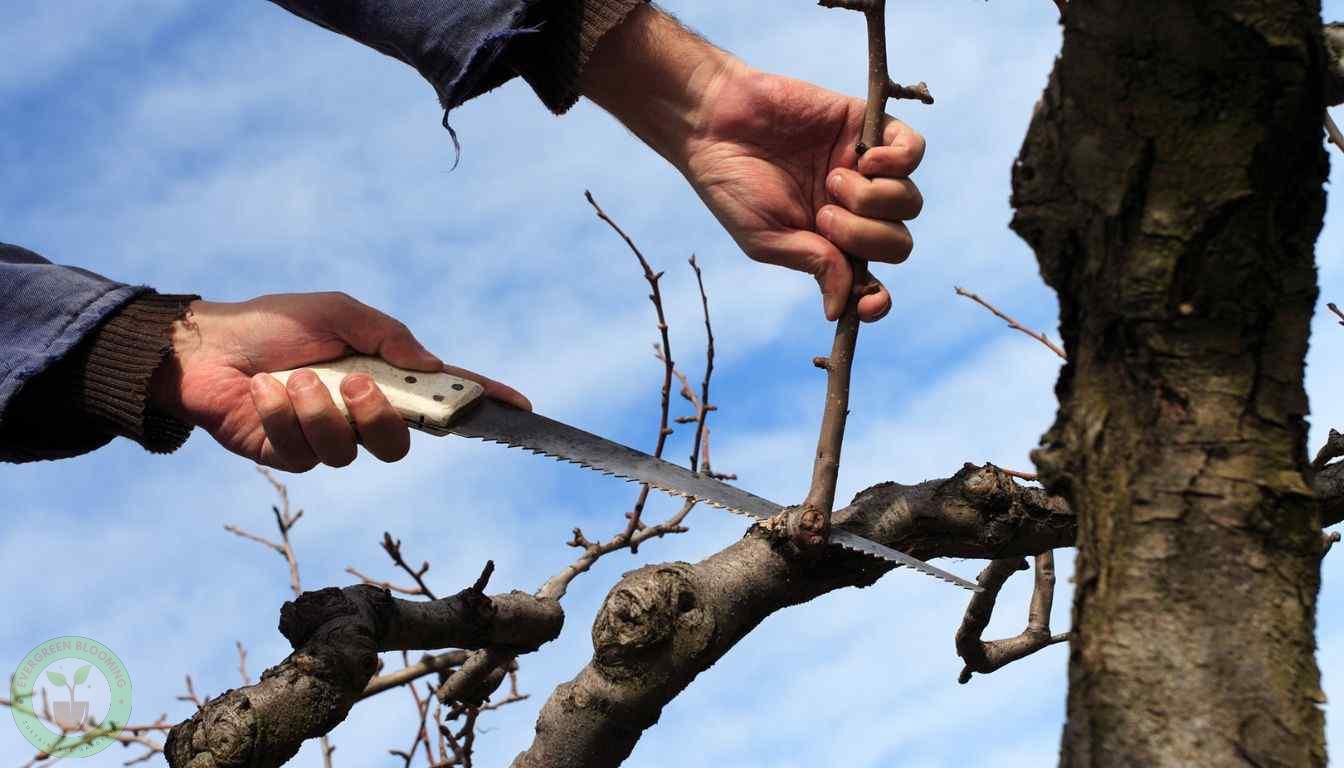 Recovering from Over-Pruning