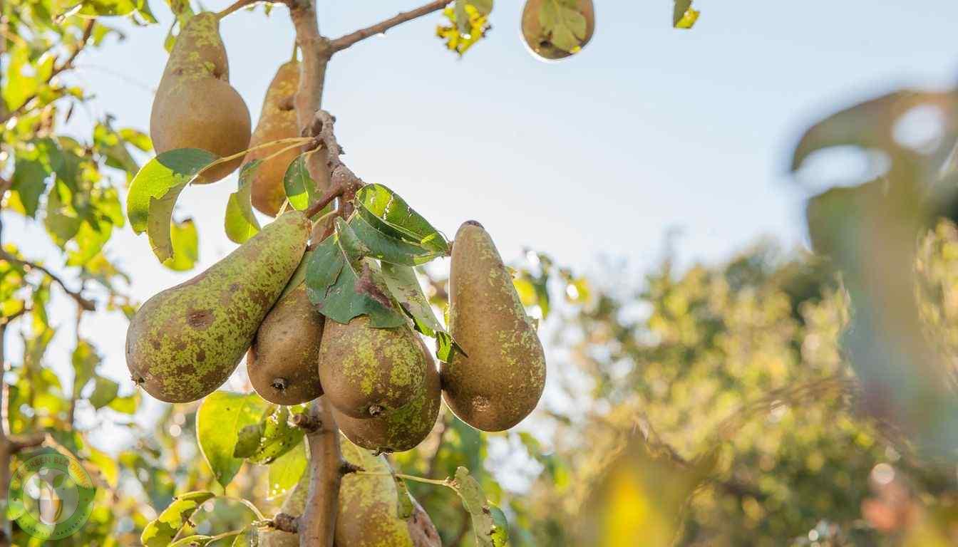 Pears ready to be picked