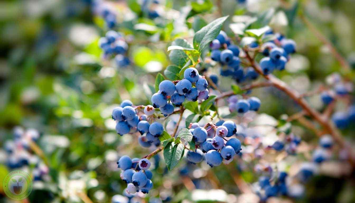 Blueberries growing on a tree
