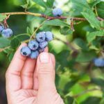 Do Blueberries Have Seeds? Interesting Facts About These Fascinating Fruit