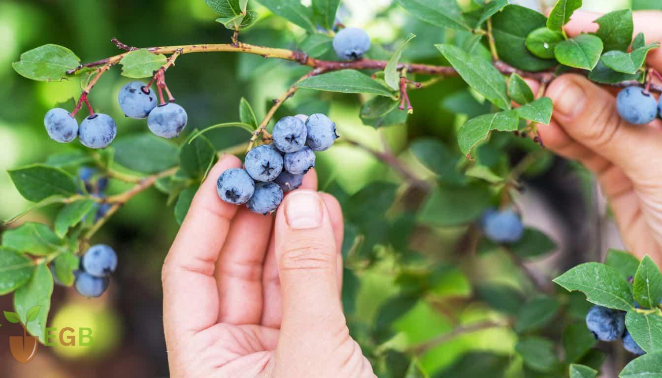 Do Blueberries Have Seeds? Interesting Facts About These Fascinating Fruit
