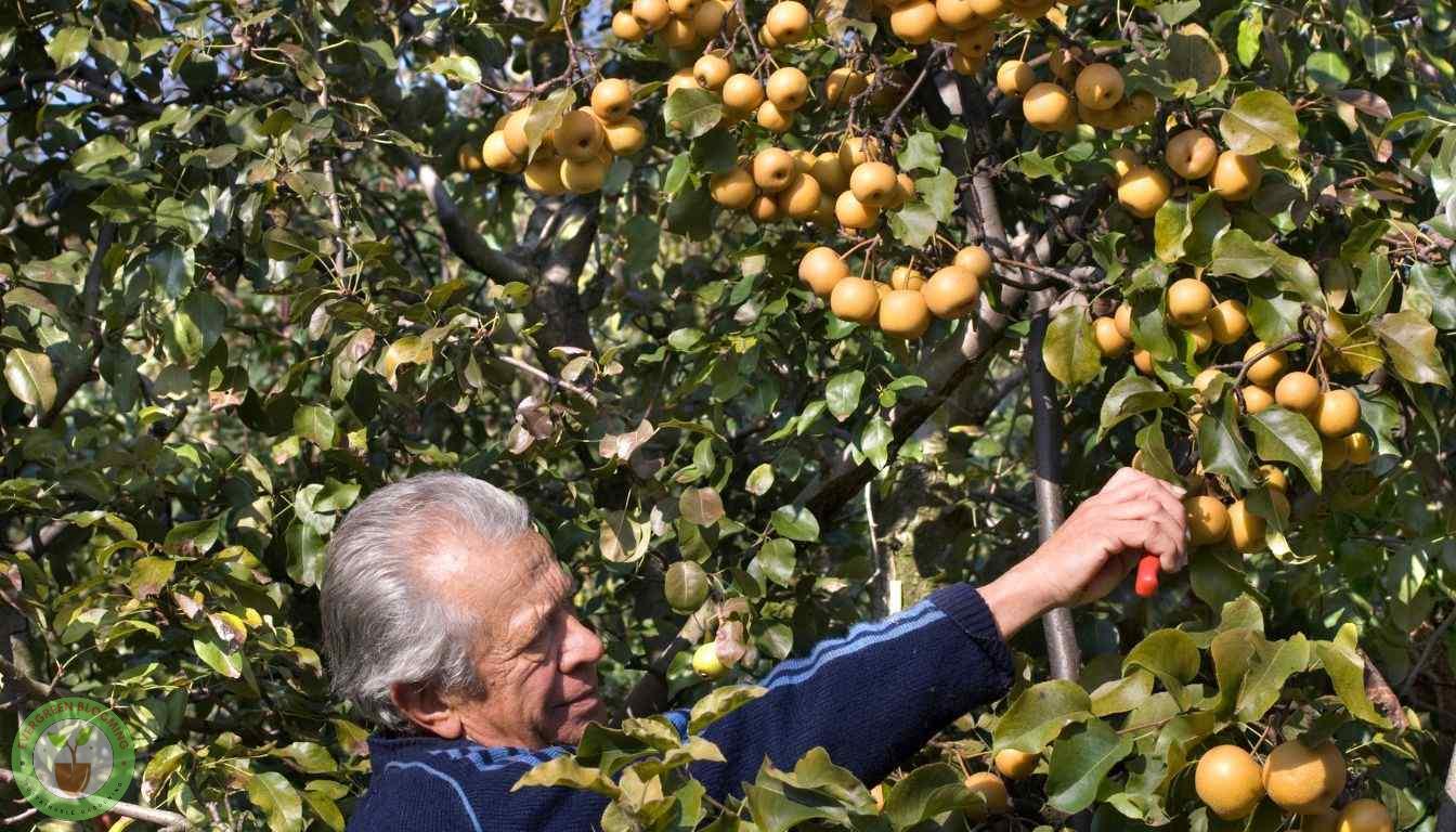 Asian Pear Harvesting Time