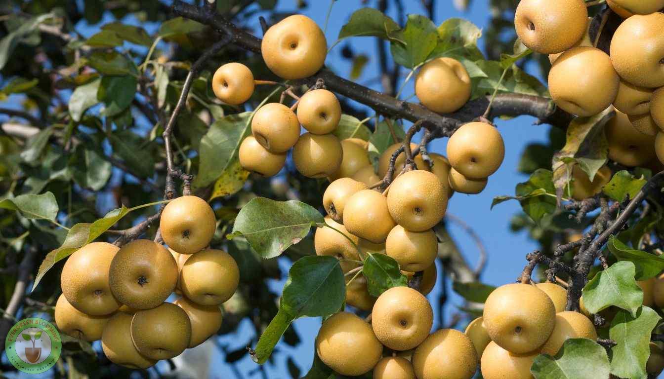 Harvesting Asian Pears