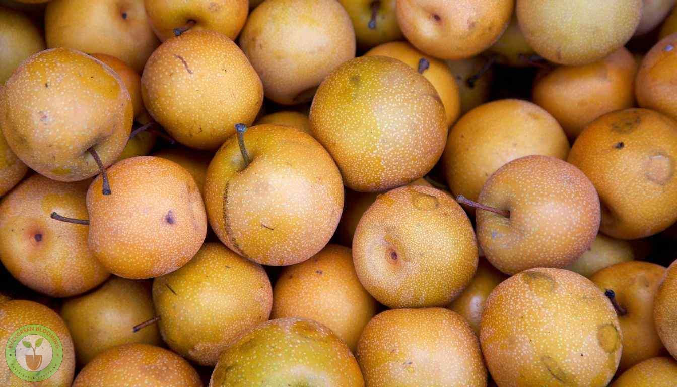 Picked Asian pears