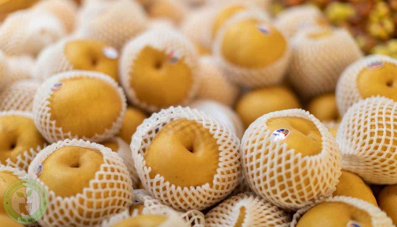 Ripe Asian Pears Ripeness Indicators